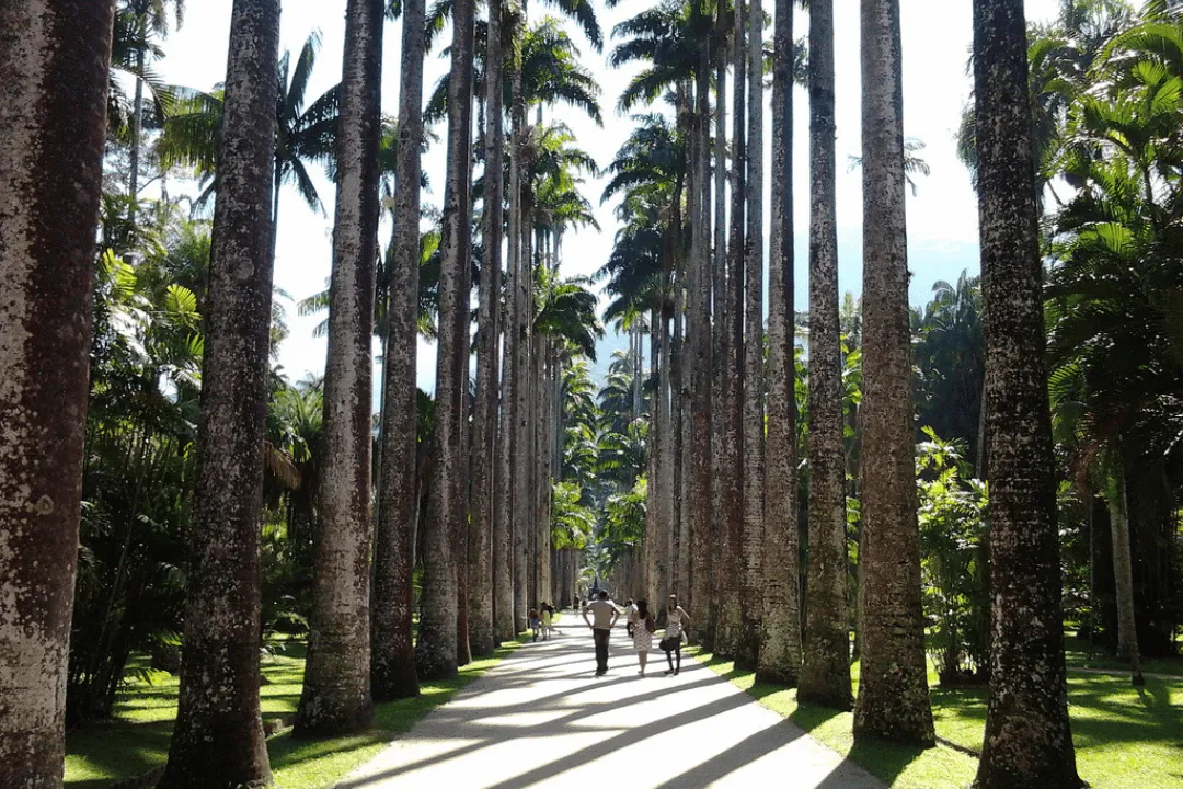 Tour Jardim Botânico